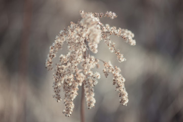 Flowers grass dead wood in the spring natural background