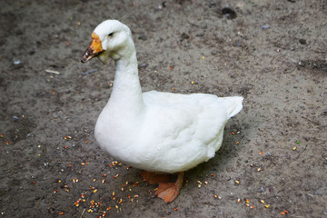 white wild ducks 