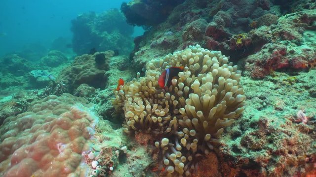 Clown Anemonefish in actinia on coral reef. Amphiprion percula. Mindoro. Underwater coral garden with anemone and clownfish. Philippines