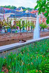 Ducks at Fountain at Tepla River Karlovy Vary