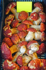 Leccinum aurantiacum mushroom on display market