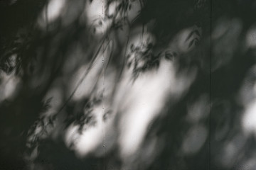 shadow of the leaves on a white wall