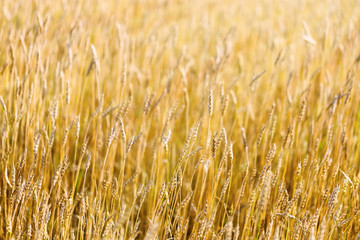 Field of wheat at autumn. Rural landscape. Ripe wheat on field. Cereal crop in sunlight. Rich harvest concept.