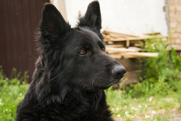 Black Beauty German Shepherd. The best friend of man from among the animals
