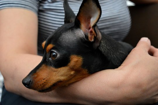 a little black puppy
