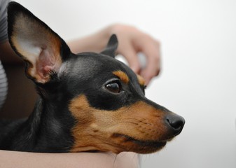 a little black puppy
