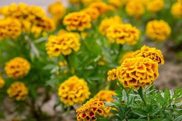 Marigold flowers in the garden on summer , yellow flowers ,beautiful flowers on summer in the nice day herb flowers