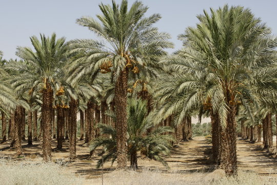 Date Trees at the Dead Sea
