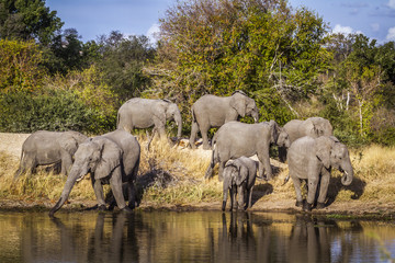 African bush elephant in Kruger National park, South Africa