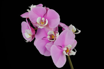 Orchid (Orchidaceae) flower on the black background