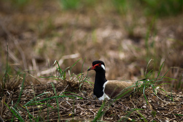 The Red-wattled Lapwing.