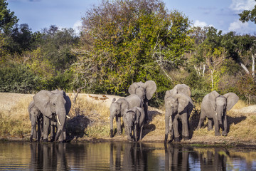 Fototapeta premium African bush elephant in Kruger National park, South Africa