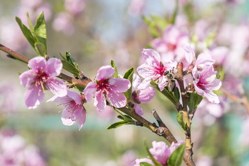 Cherry tree branch bud blossom background as beautiful spring flower blooming season concept. Blooming plum tree. Pink buds closeup