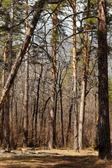 day in the pine forest