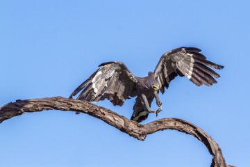 African Harrier-Hawk in Kruger National park, South Africa