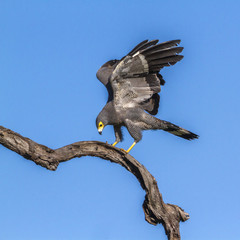 Obraz premium African Harrier-Hawk in Kruger National park, South Africa