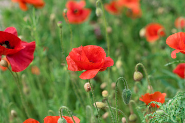 Obraz premium Kwiaty maku na polu wiosny