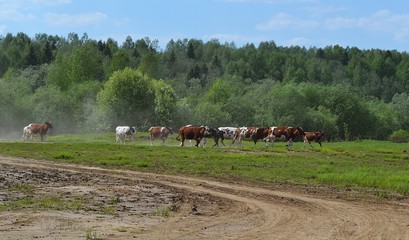  At the watering place