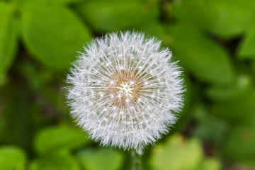 dandelion plant with fluffy seeds, hairs transported by the wind