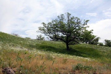 Obraz premium Lonely tree