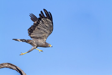 African Harrier-Hawk in Kruger National park, South Africa
