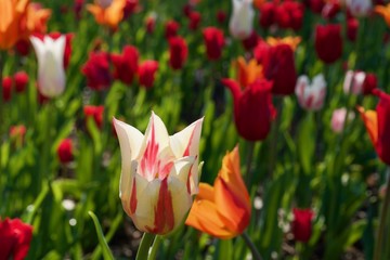 Beautiful red and white tulip flowers with green leaves. Spring
