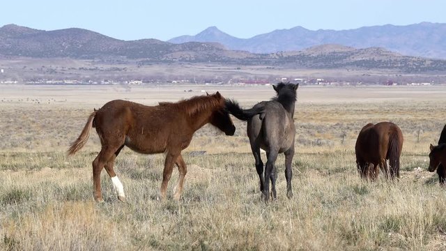Two wild horses playing in herd as they run after each other.