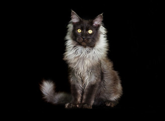 cat maine coon on a black background © Happy monkey