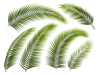 Fototapeta na wymiar Set of Palm Branches