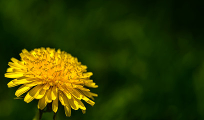 yellow dandelion closeup on a green background