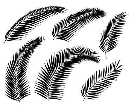 Palm Leaf Silhouettes