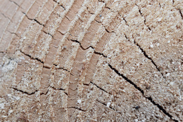 Wooden texture of cut tree trunk closeup view as abstract background for designers.