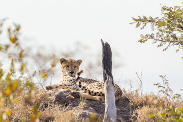 Cheetah in Kruger National park, South Africa