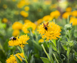 Beautiful Natural Yellow Flowers in The Garden