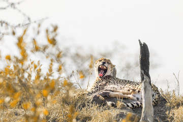 Cheetah in Kruger National park, South Africa