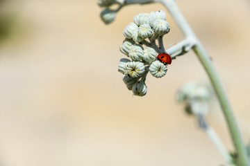 Mallorca, Back view of small red ladybug sitting on flower in the sun