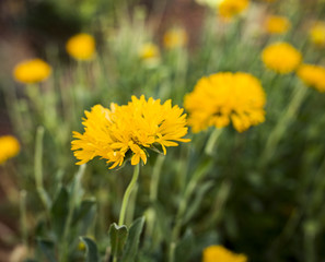 Beautiful Natural Yellow Flowers in The Garden