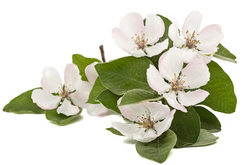 Flowers of quince, isolated on a white background