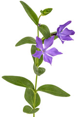 Blue flower of periwinkle, lat. Vinca, isolated on white background