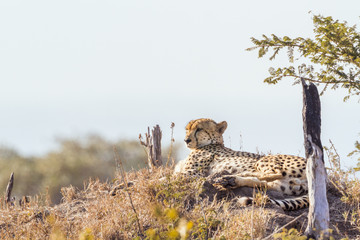 Cheetah in Kruger National park, South Africa