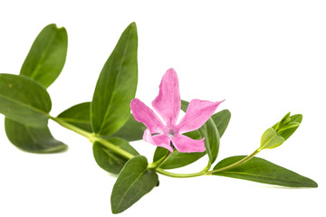 Pink flower of periwinkle, lat. Vinca, isolated on white background
