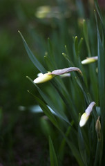 Close-up of green bud and leaves of daffodils