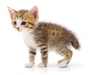 Kitten on white background.