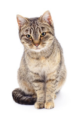 Kitten on white background.