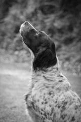 portrait of tired and sad english setter dog in black and white