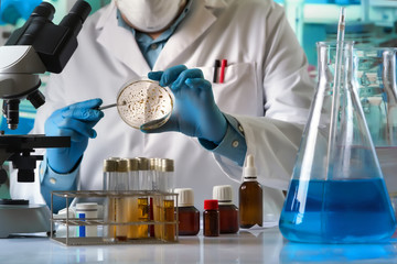 scientist hand cultivating petri dish whit inoculation loops in the laboratory / technician researcher working with petri plate and microscope