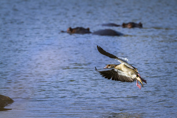 Egyptian Goose in Kruger National park, South Africa