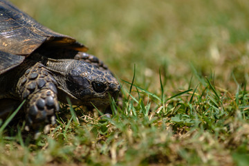 Tortoise on the grass close up
