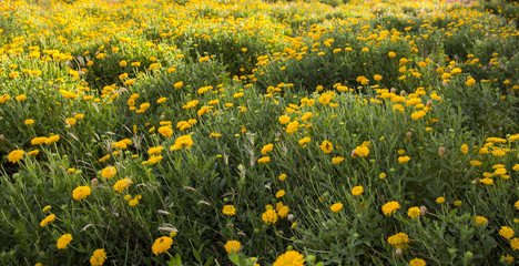 Beautiful Natural Yellow Flowers in The Garden