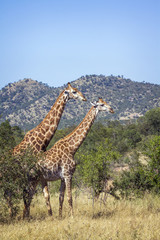 Obraz premium Giraffe in Kruger National park, South Africa